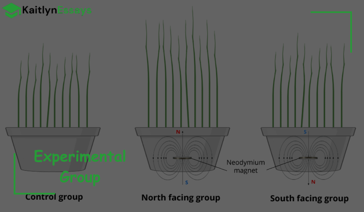 How to Identify an Experimental Group: Examples